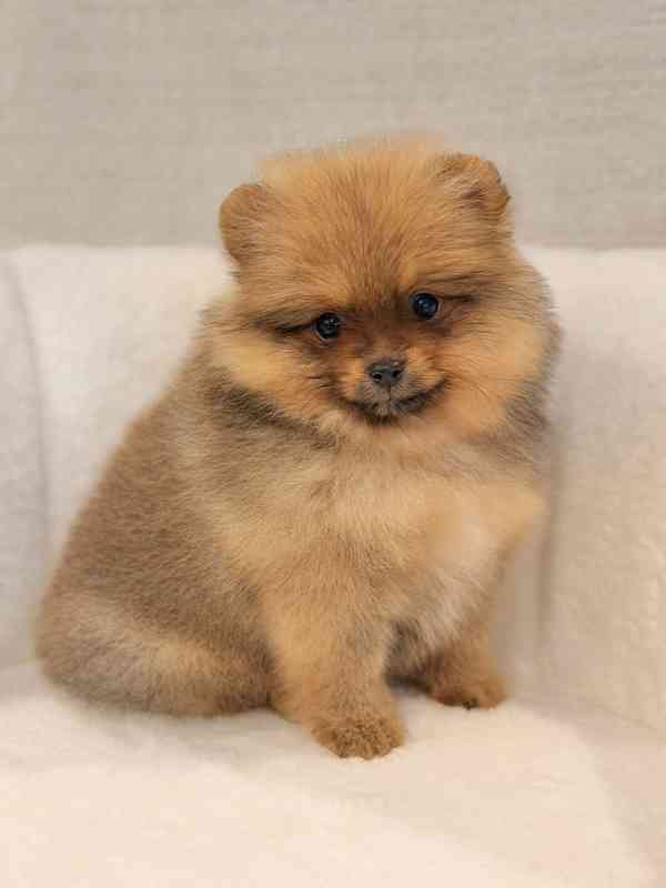 Prodáváme štěňata pomeranianů - foto 5