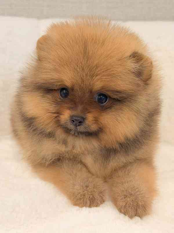 Prodáváme štěňata pomeranianů - foto 3
