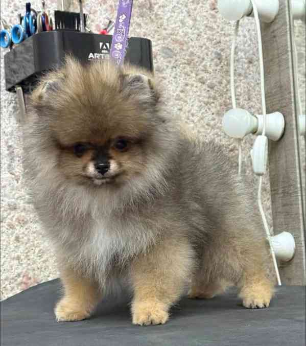 Prodáváme štěňata pomeranianů - foto 2