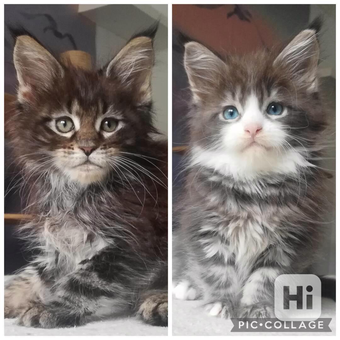 Mainské mývalí kočičky s PP - vymazlené princezny - foto 1