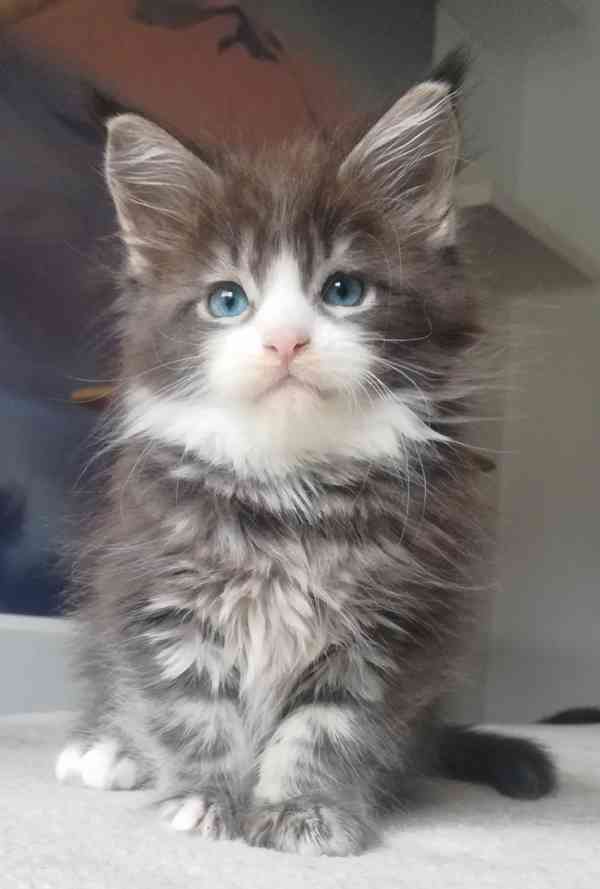 Mainské mývalí kočičky s PP - vymazlené princezny - foto 3