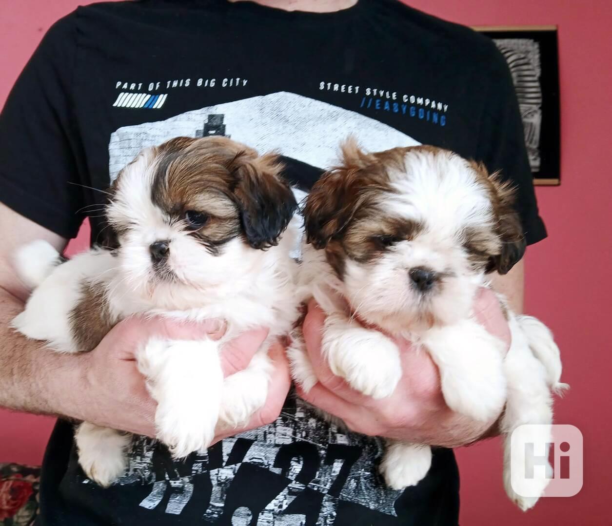 Shih tzu holčičky  - foto 1