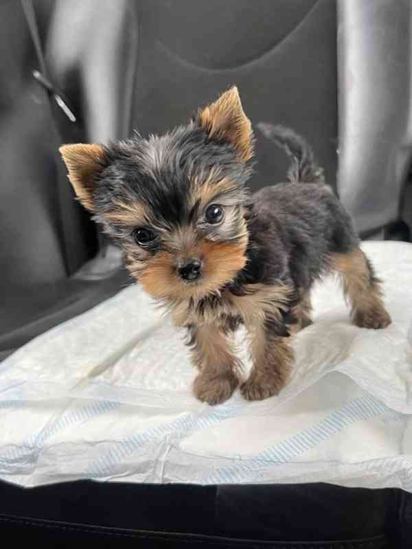 Jorkšírský teriér s pp - foto 1