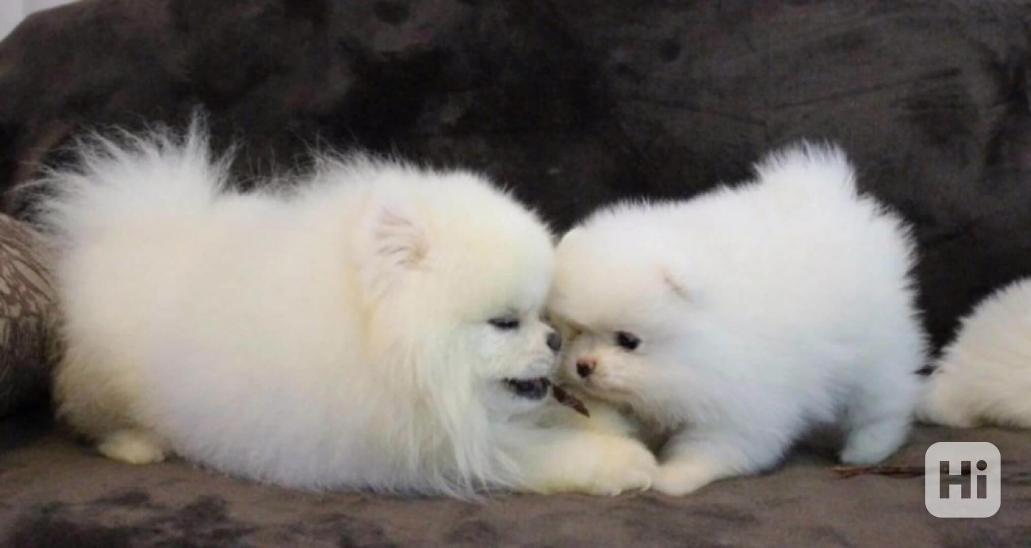 Roztomilý a roztomilý pomeranian - foto 1