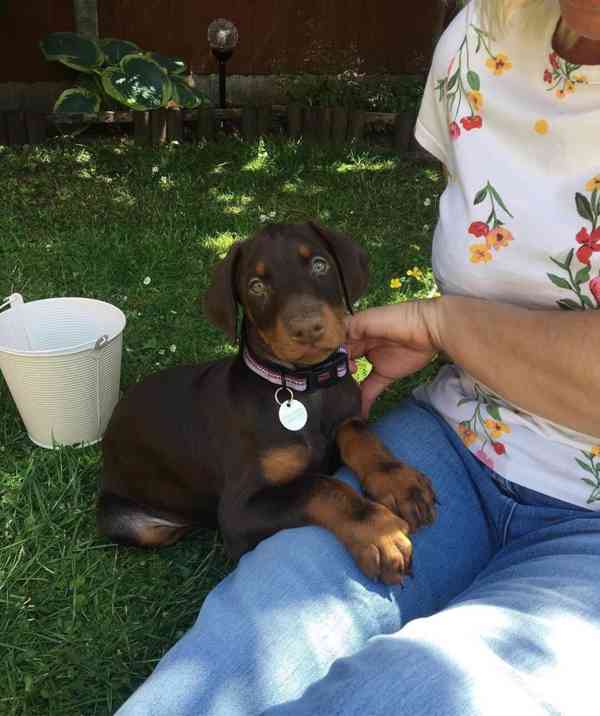 LOVELY Male And Female Doberman PUPPIES READY FOR NEW HOME - foto 1
