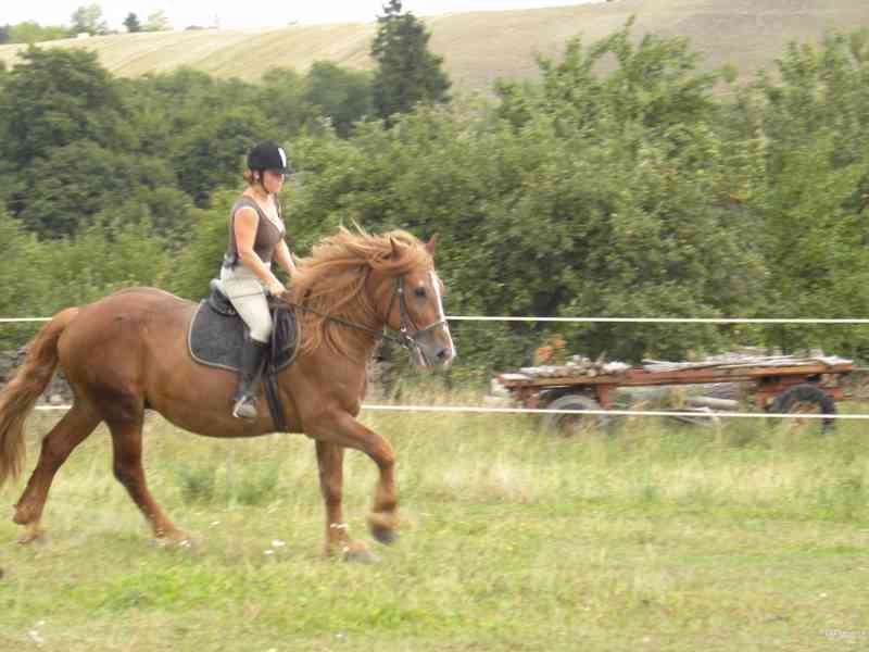 Všestranně využitelný chladnokrevný valach - foto 1