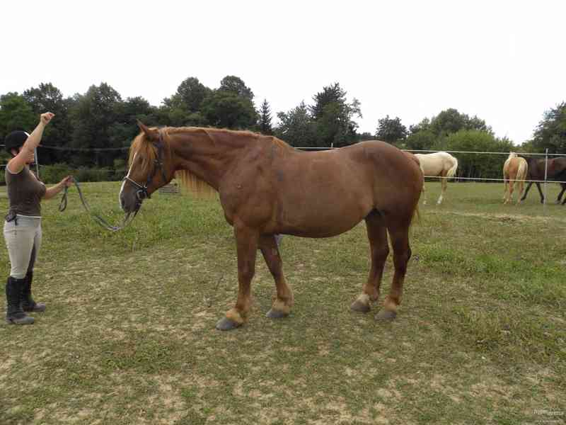 Všestranně využitelný chladnokrevný valach - foto 3