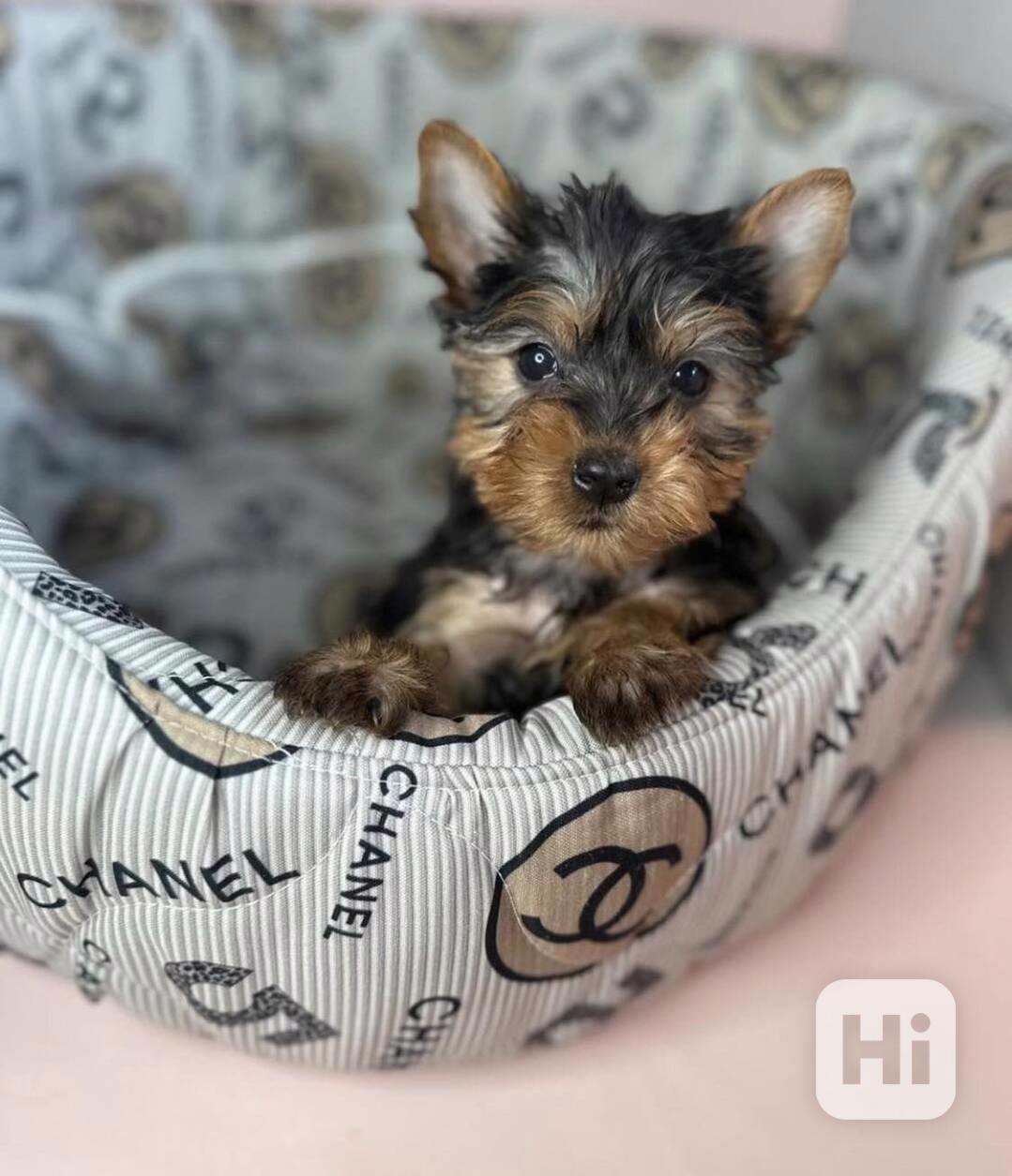 Zdravá štěňata jorkšírského teriéra - foto 1