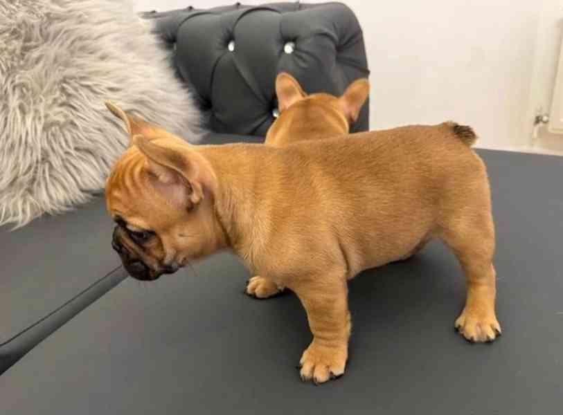 Štěňata francouzského buldočka připravená k odběru - foto 2