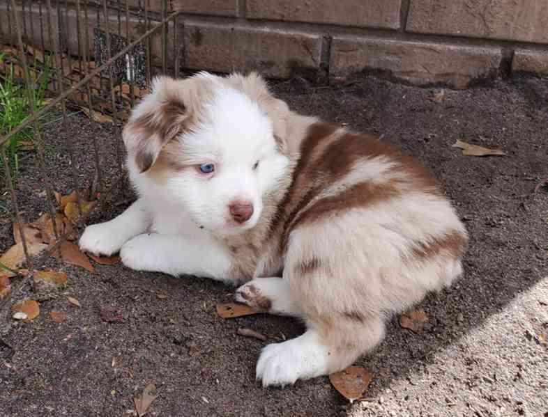 Mini Australia shepherd puppies available for Lovely Homes bazar