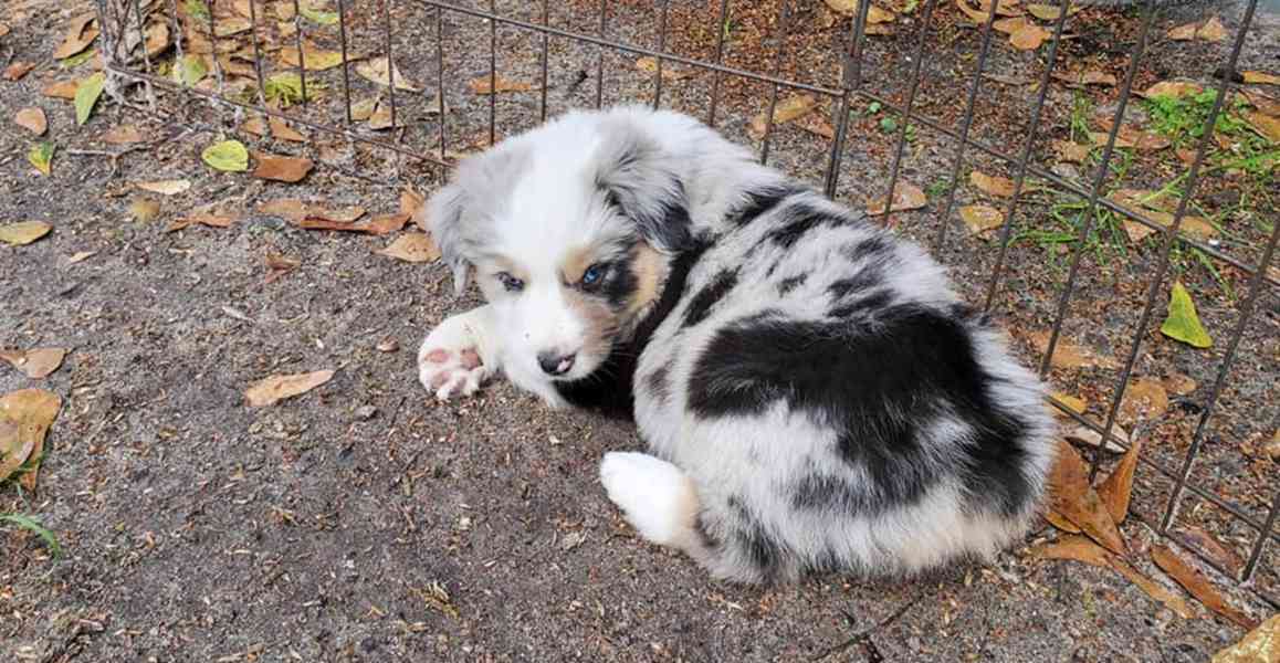 Mini Australia shepherd puppies available for Lovely Homes bazar