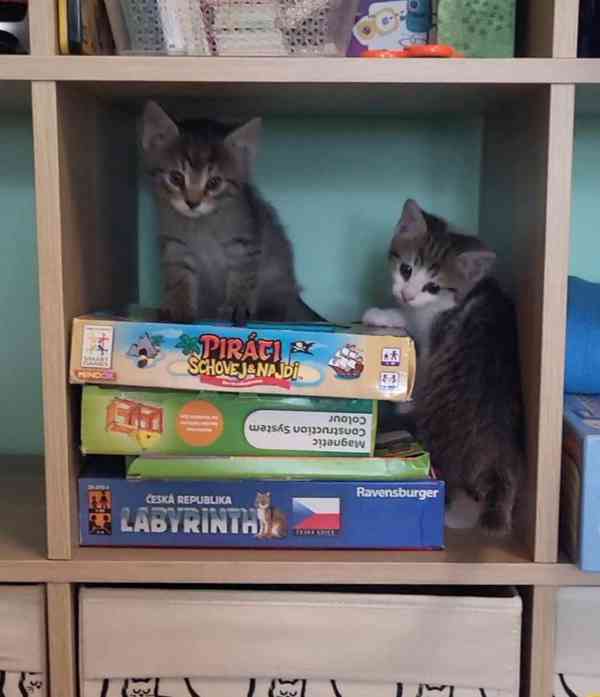 Krásná veselá koťátka - foto 12
