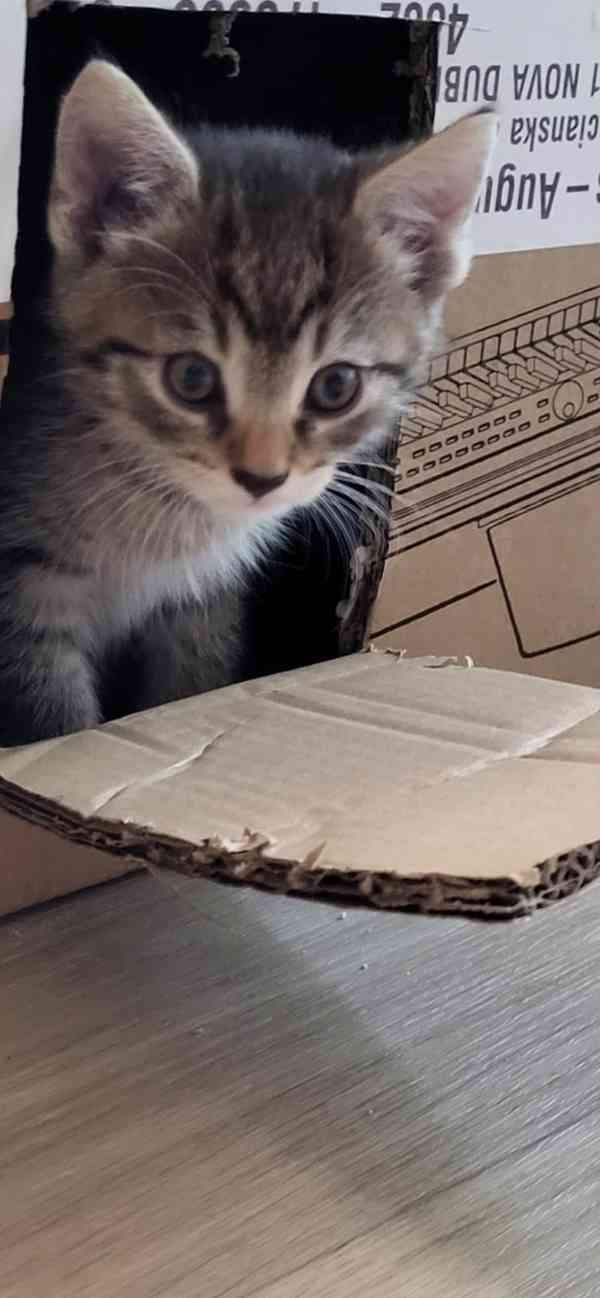 Krásná veselá koťátka - foto 4