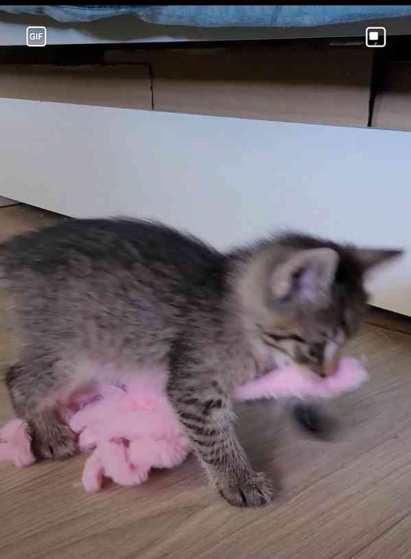 Krásná veselá koťátka - foto 11