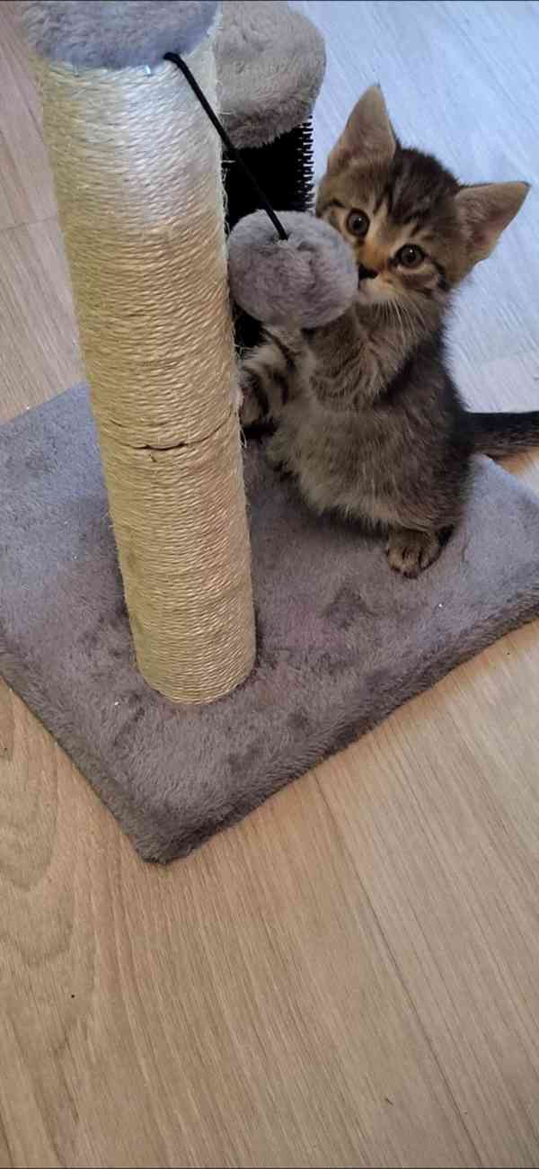 Krásná veselá koťátka - foto 8