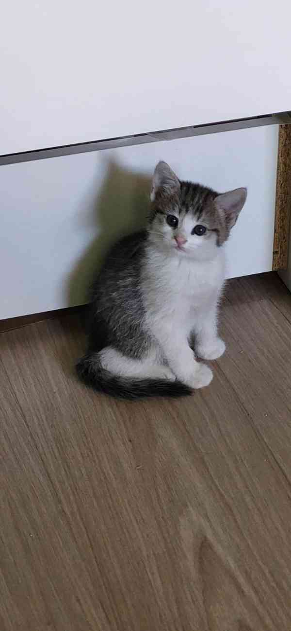 Krásná veselá koťátka - foto 5