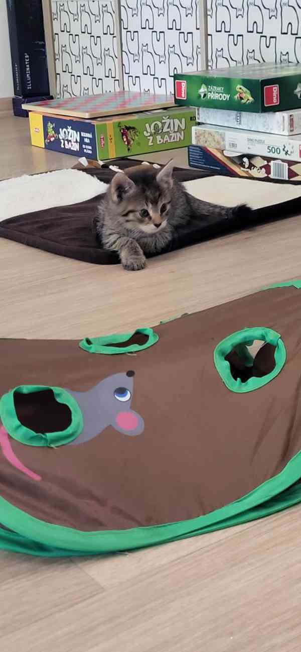Krásná veselá koťátka - foto 7