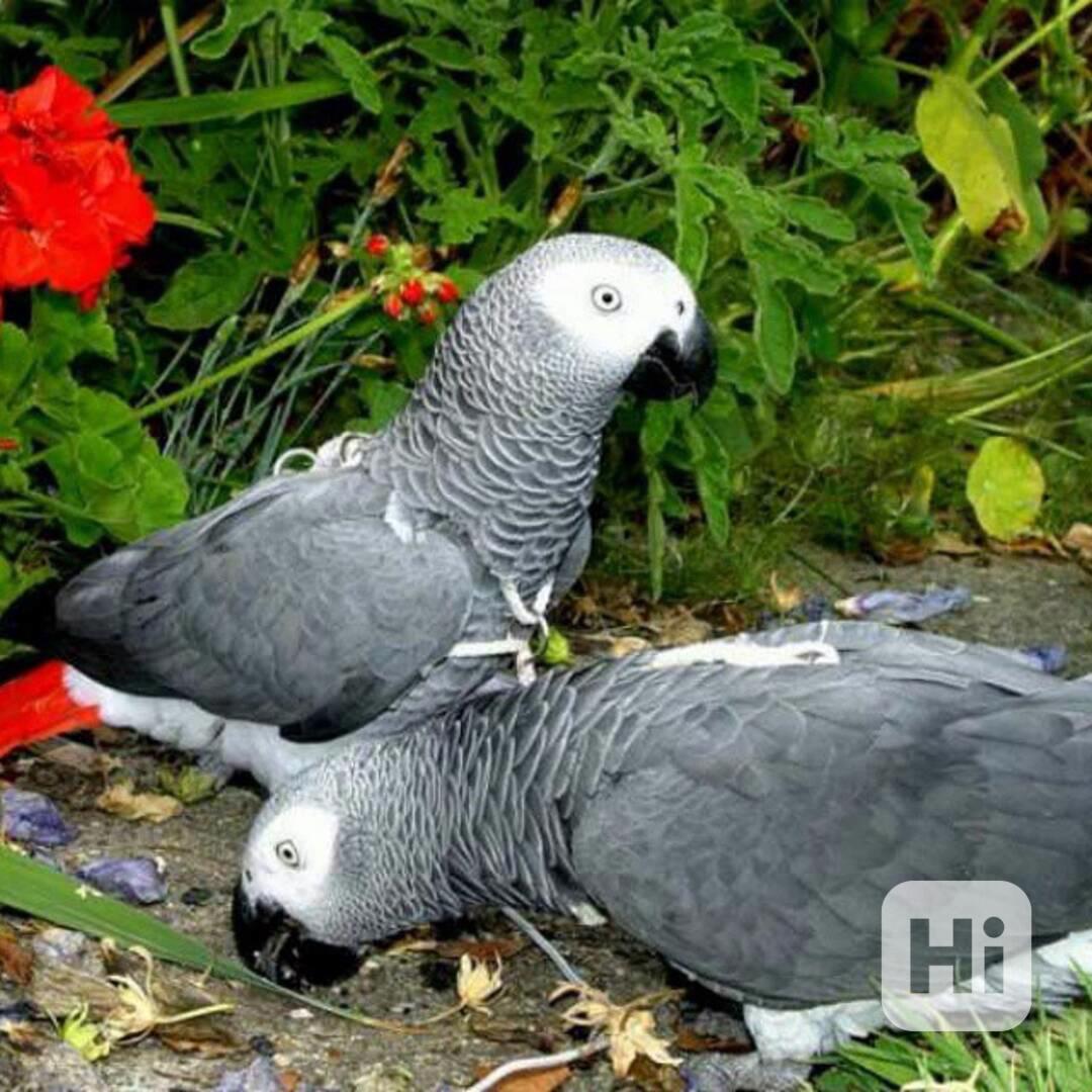 Krásní papoušci afrošedí - foto 1