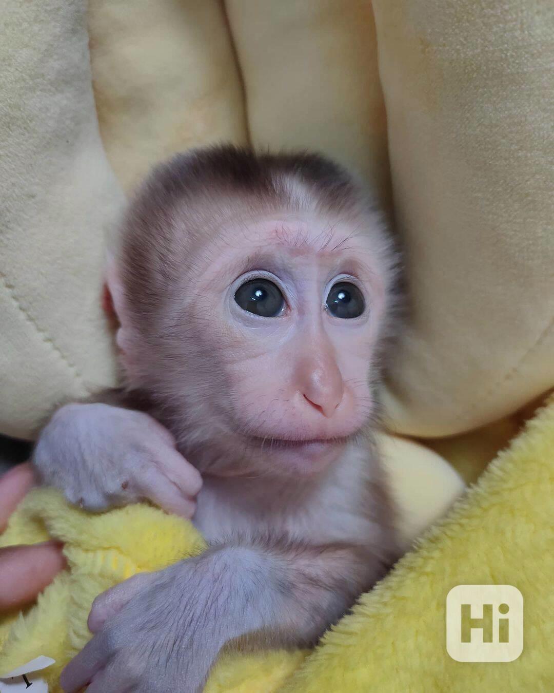 Rozkošný samec a samice opiček kapucínských k adopci - foto 1