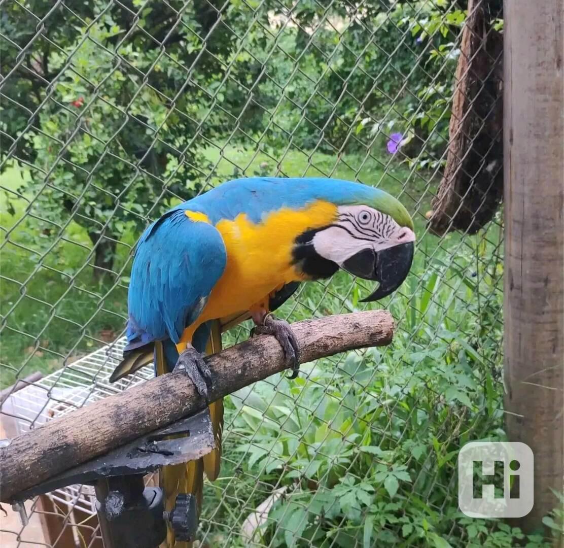 Nejlepší modrozlatý papoušek arů k adopci - foto 1