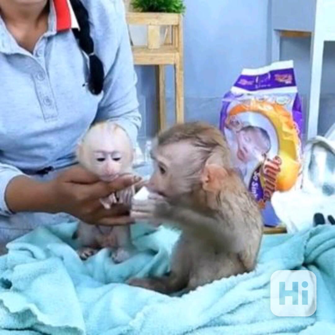 Bílolící kapucínské opice - foto 1