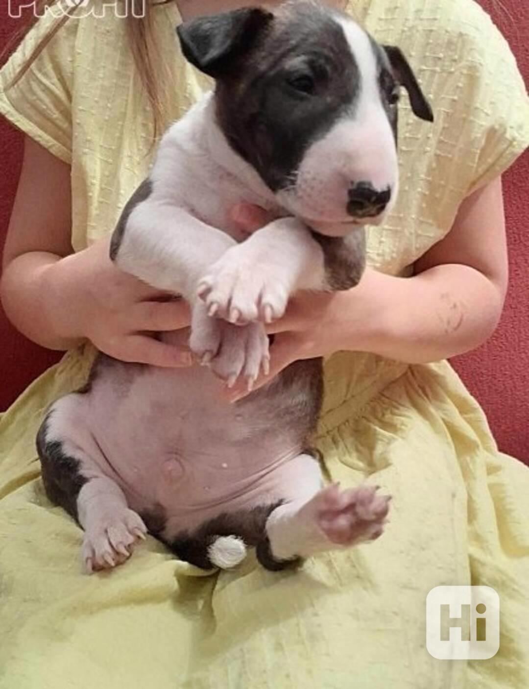 Mini bullteriér s PP. - foto 1