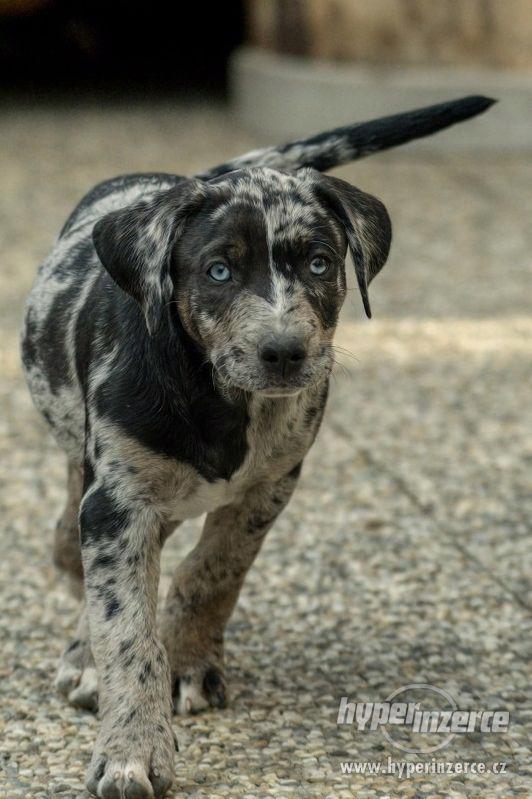Louisianský leopardí pes s pp (Catahoula) - foto 1