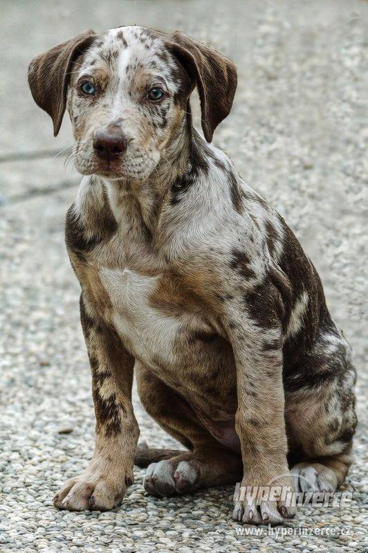 Louisianský leopardí pes s pp (Catahoula) - foto 2