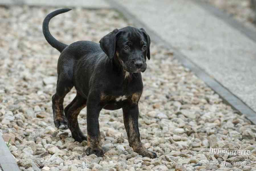 Louisianský leopardí pes s pp (Catahoula) - foto 3