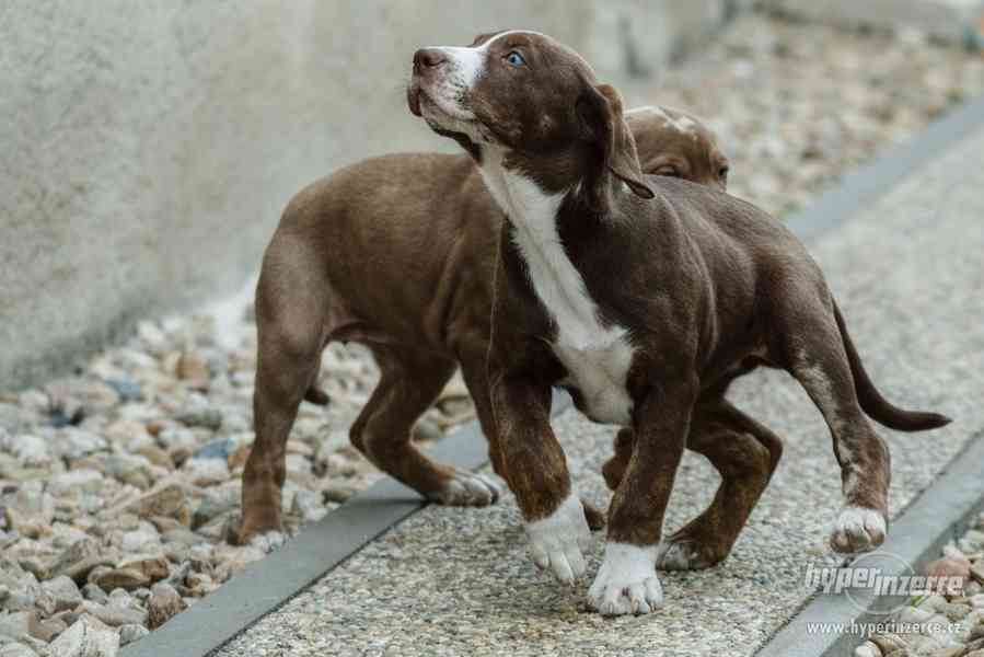 Louisianský leopardí pes s pp (Catahoula) - foto 4