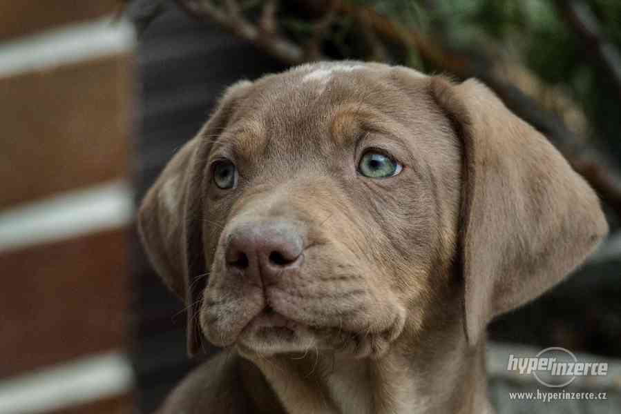 Louisianský leopardí pes s pp (Catahoula) - foto 5