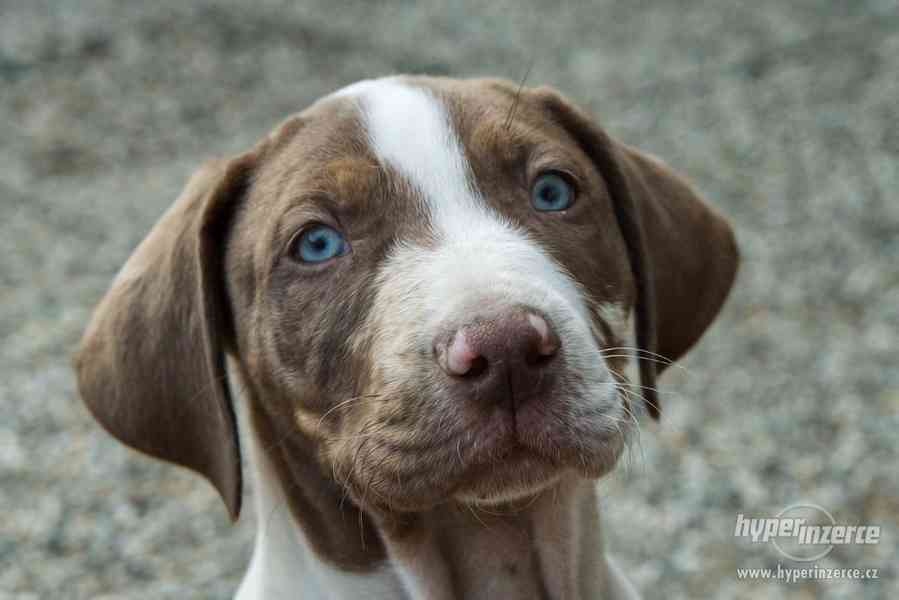 Louisianský leopardí pes s pp (Catahoula) - foto 6