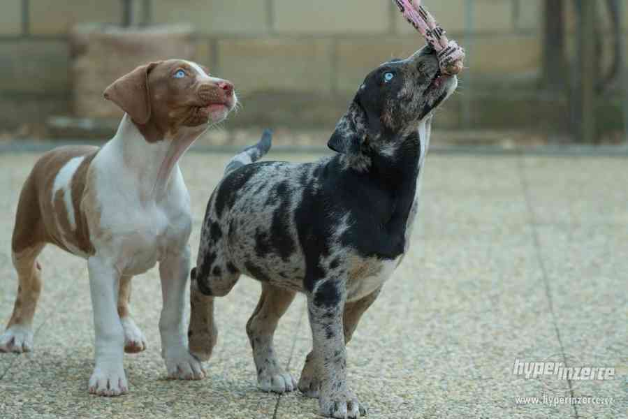 Louisianský leopardí pes s pp (Catahoula) - foto 7