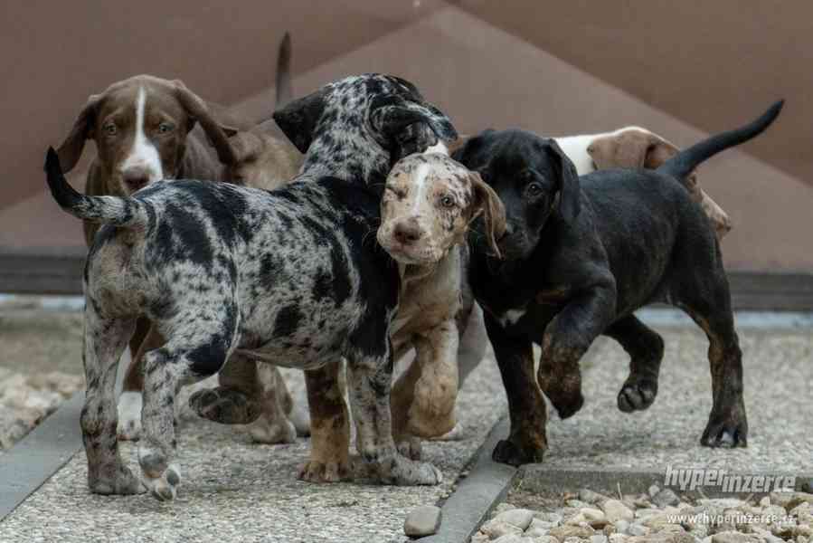 Louisianský leopardí pes s pp (Catahoula) - foto 9