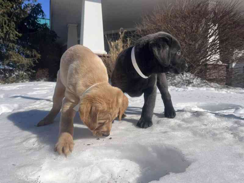 Krásná štěňata labradorů - foto 5