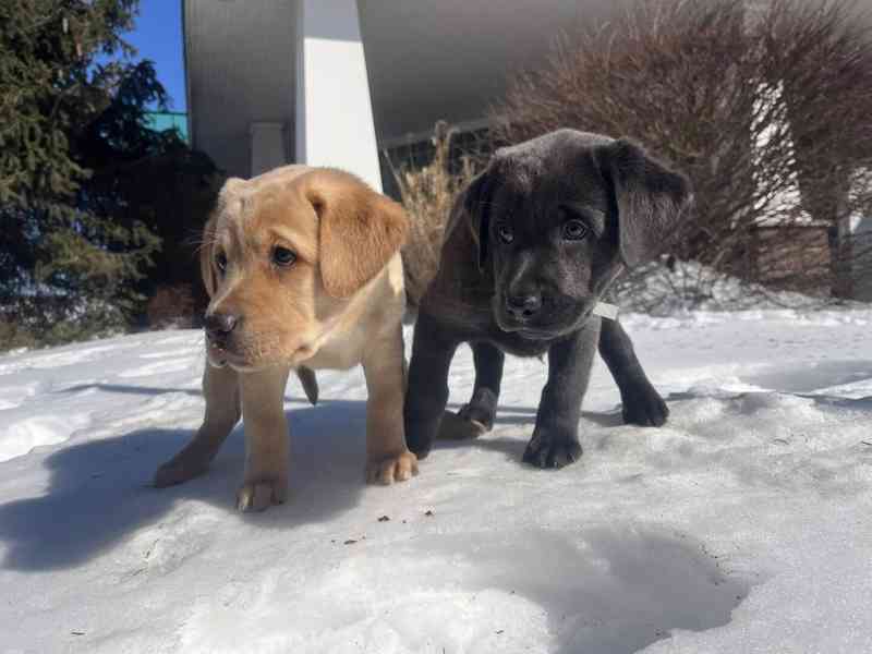 Krásná štěňata labradorů - foto 1