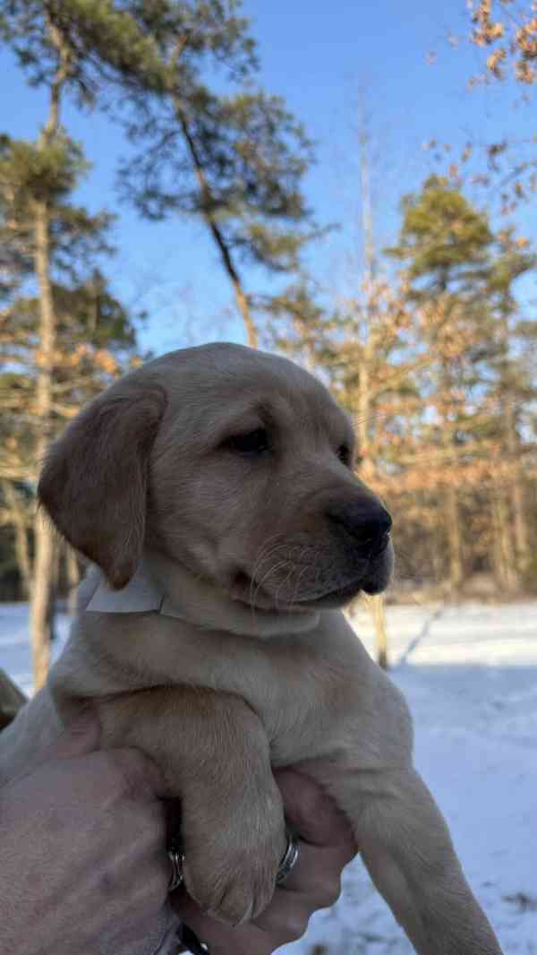 Krásná štěňata labradorů - foto 4