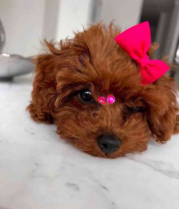 1 fenka toy pudla 🧸 - foto 2