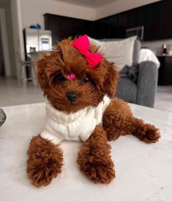1 fenka toy pudla 🧸 - foto 1