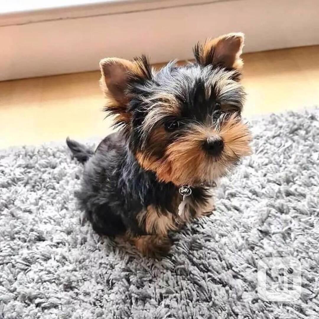 Prodám krásná štěňátka jorkšírského teriéra! - foto 1