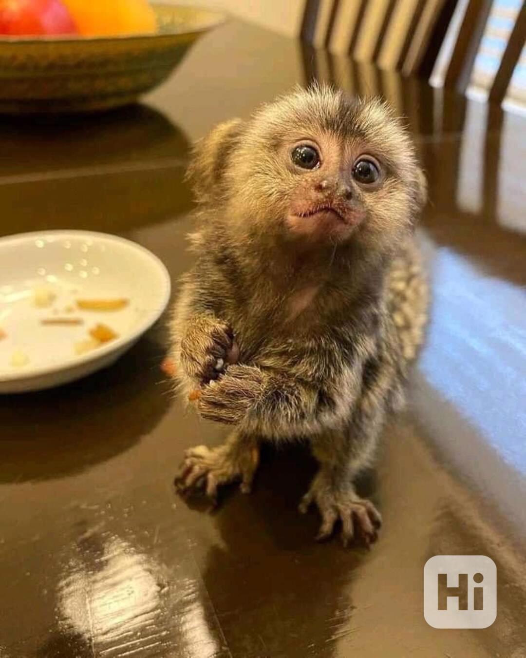 Krásné opice kosmani na prodej - foto 1