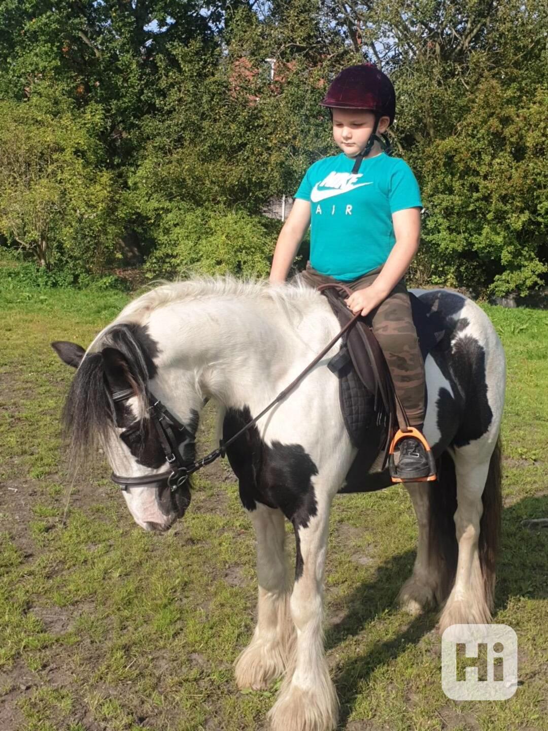 13,2 Gypsy Cob Mare Horses - foto 1
