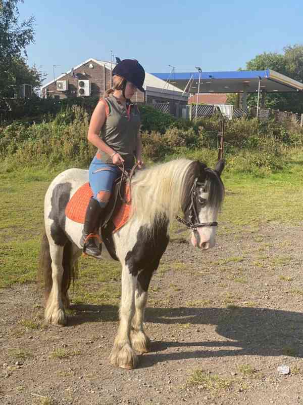 13,2 Gypsy Cob Mare Horses - foto 3