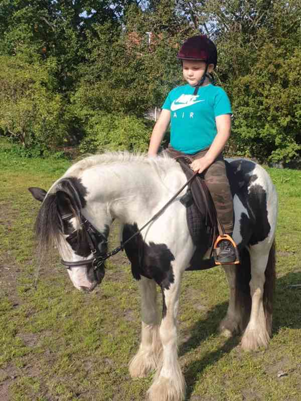 13,2 Gypsy Cob Mare Horses - foto 1