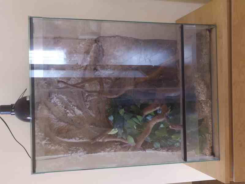 Terárium - foto 2