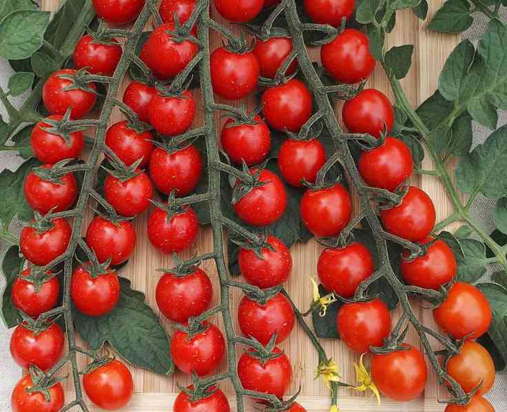 Rajče Curranto F1 - semena