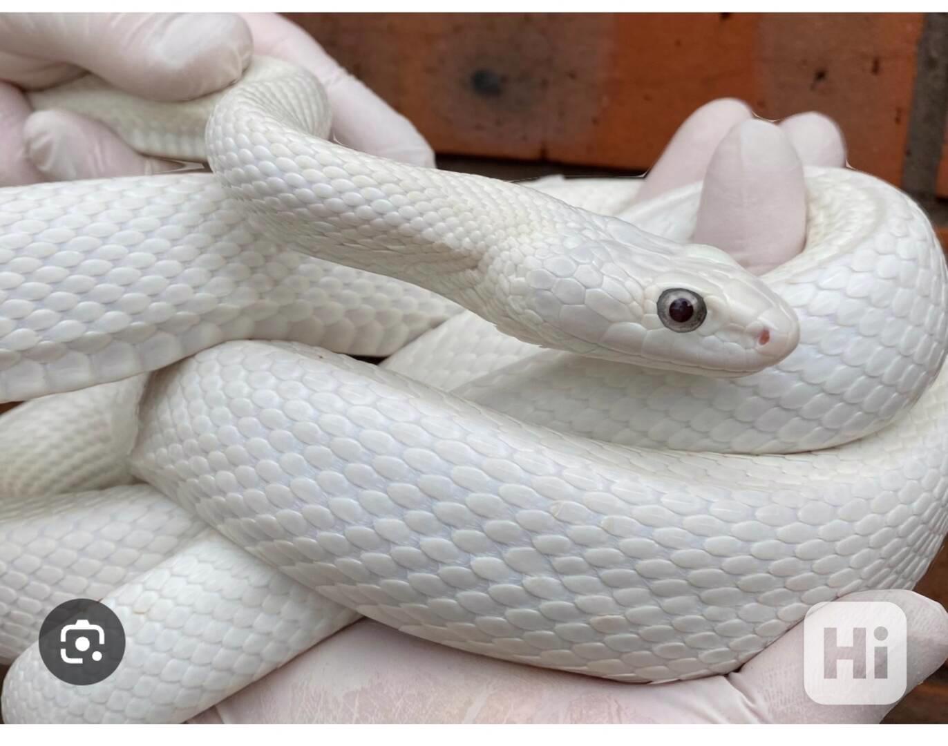 Koupím Pantherophis obsoletus leucistic - foto 1