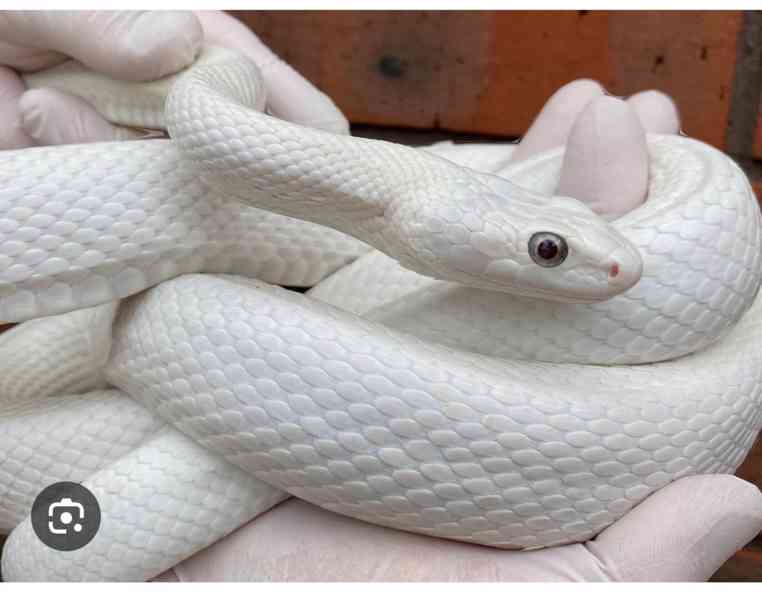 Koupím Pantherophis obsoletus leucistic - foto 1