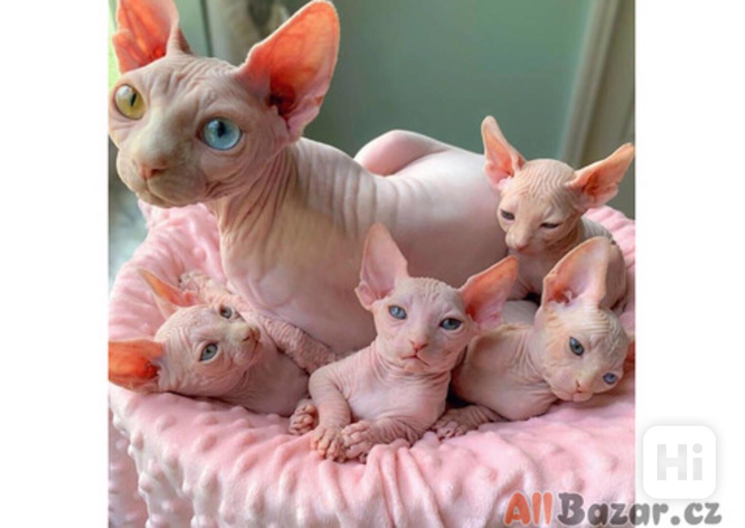 sphynx  koťata k adopci . - foto 1