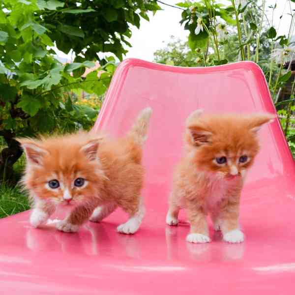 Krásné Mainská mývalí koťata na prodej